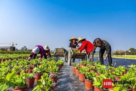 花开天府复工忙今年温江花木出口预计达1200万美元